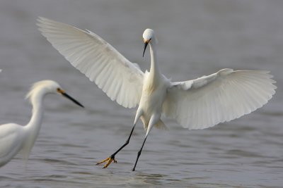 Snowy Egret