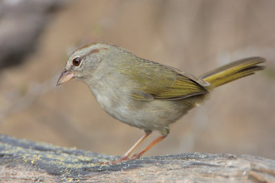 Olive Sparrow