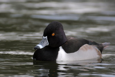 Ring-necked Duck