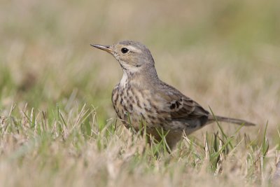 American Pipit