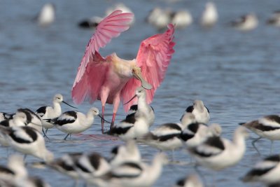 Roseate Spoonbill and American Avocets