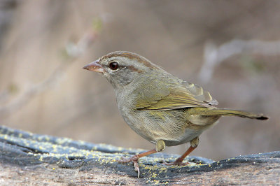 Olive Sparrow