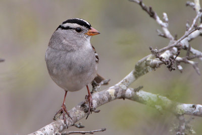 White-crowned Sparrow gambelli