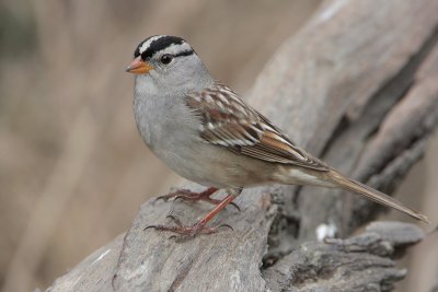 White-crowned Sparrow “gambelli”