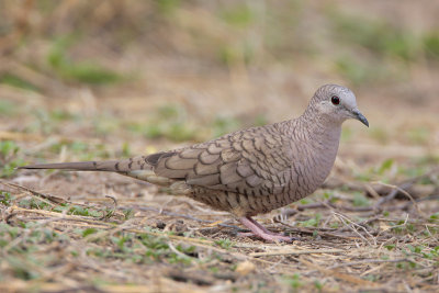 Inca Dove