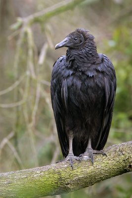 Black Vulture