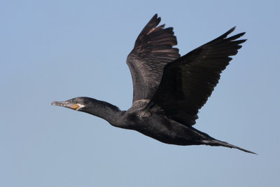 Neotropic Cormorant