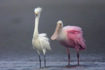 Snowy Egret and Roseate Spoonbill