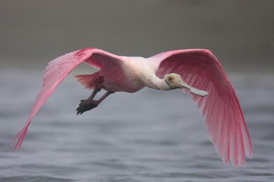 Roseate Spoonbill