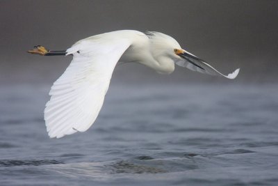 Snowy Egret