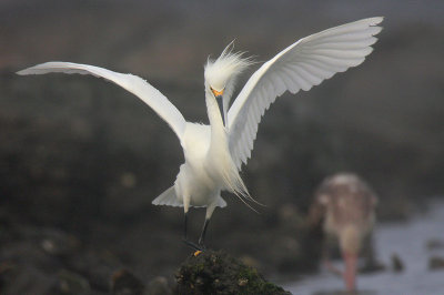 Snowy Egret