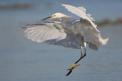 Snowy Egret