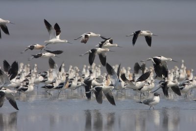 American Avocet