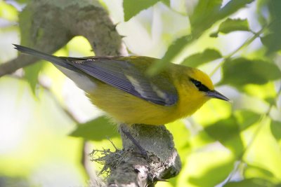 Blue-winged Warbler