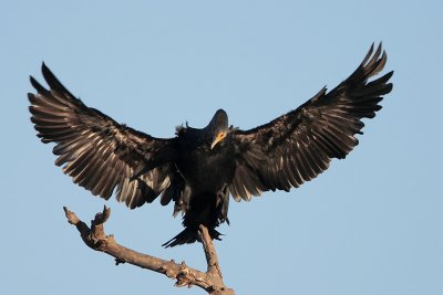 Neotropic Cormorant