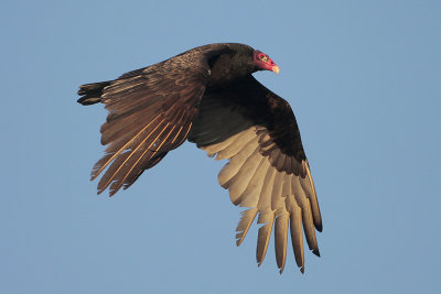 Turkey Vulture