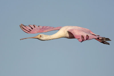 Roseate Spoonbill