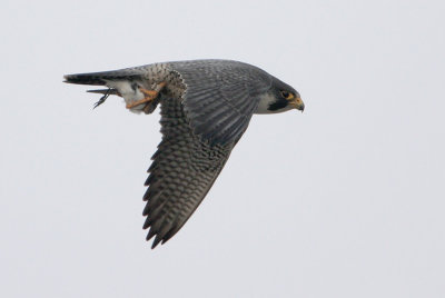 Peregrine Falcon w/Dunlin