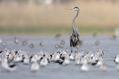 Great Blue Heron