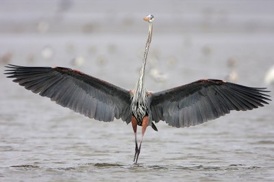 Great Blue Heron