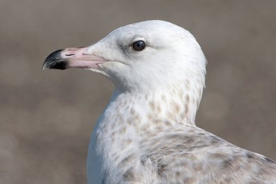 Herring Gull