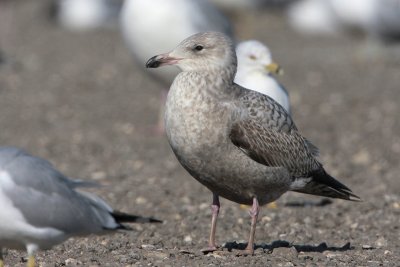 Herring Gull