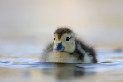 Muscovy