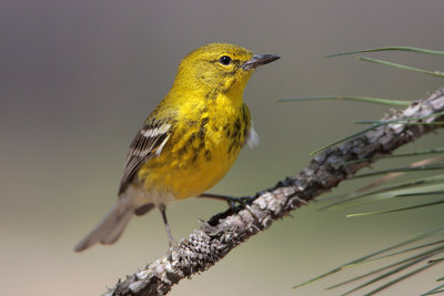 Pine Warbler