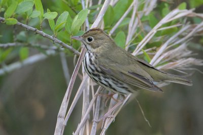 Ovenbird