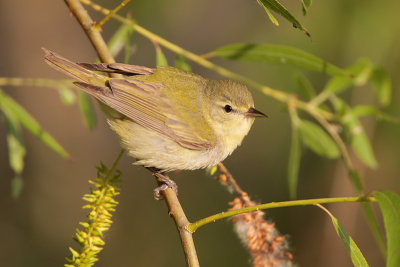 Tennessee Warbler