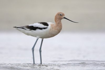 American Avocet