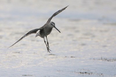 Short-billed Dowitcher