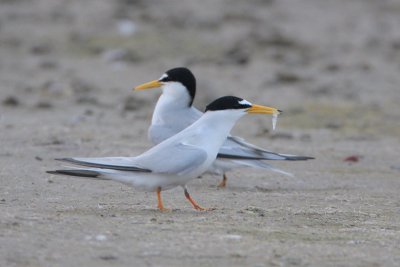 Least Tern