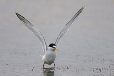 Least Tern