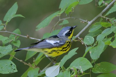 Magnolia Warbler