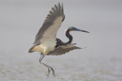 Tricolored Heron