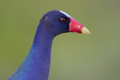 Purple Gallinule