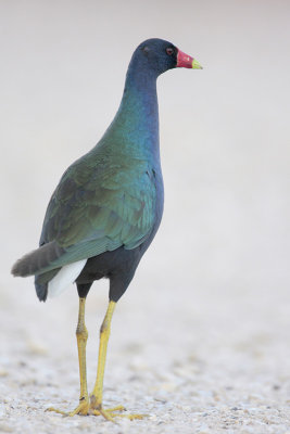 Purple Gallinule