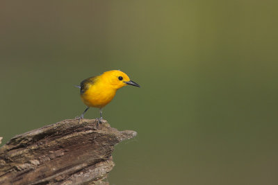 Prothonotary Warbler