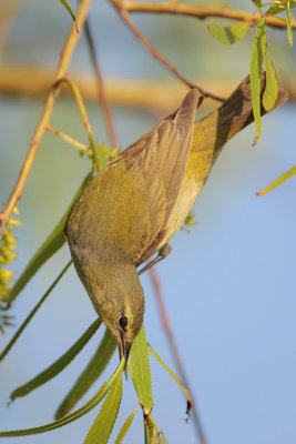 Tennessee Warbler