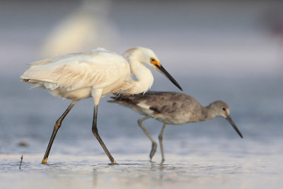 Snowy Egret and Willet