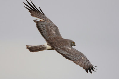 Northern Harrier