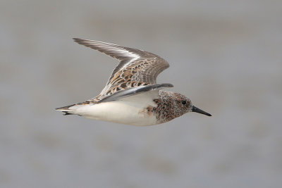 Sanderling