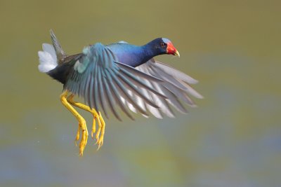 Purple Gallinule