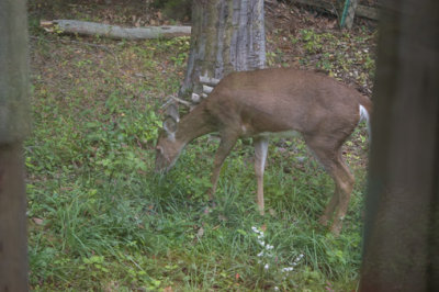 DSC_6209_edited-1-Deer-furt.jpg