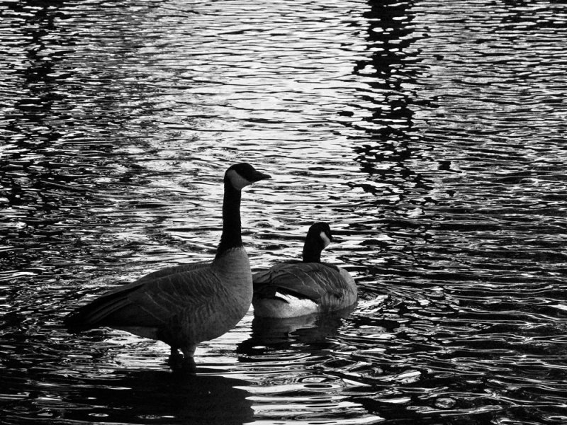 Canada Geese, Drake Park, Bend, Oregon, 2008