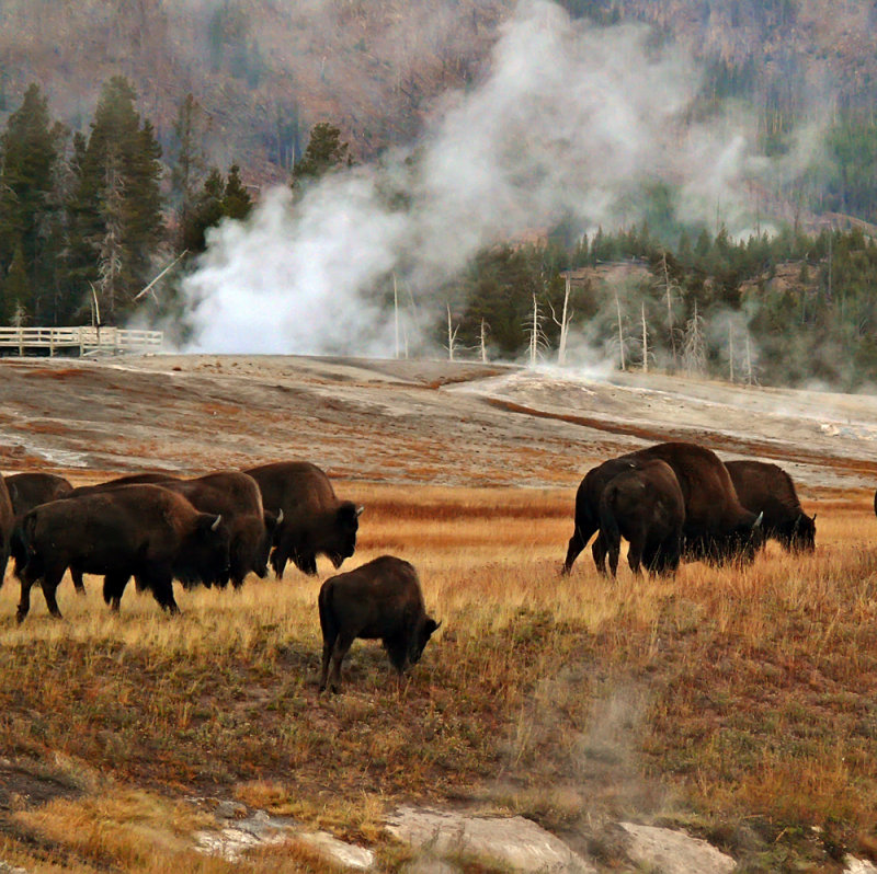 The Old Faithful Herd, Yellowstone National Park, Wyoming, 2008