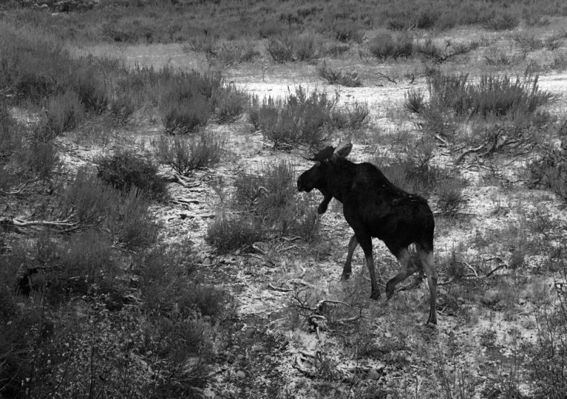 Bull Moose on the chase, Grand Teton National Park, Wyoming, 2008