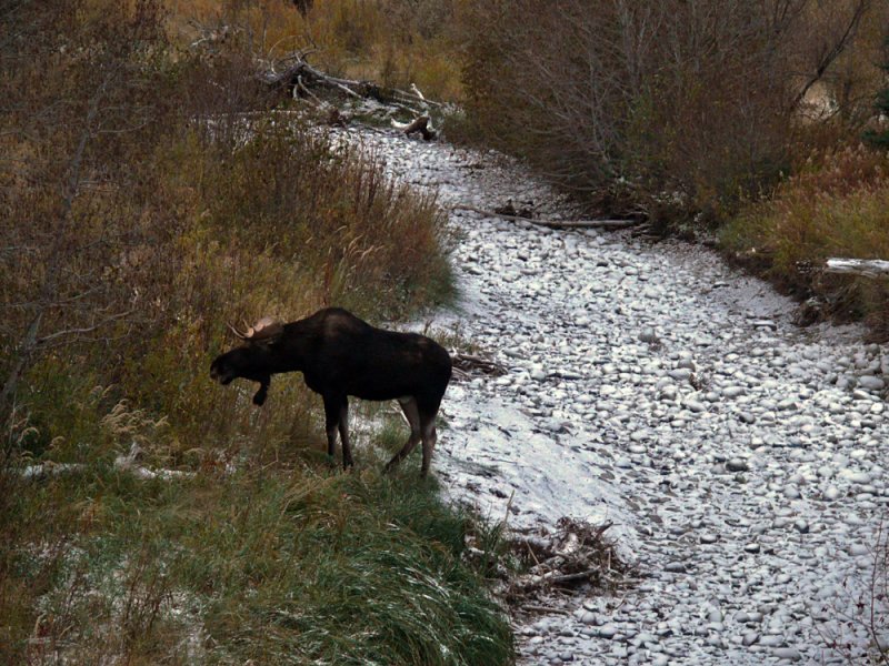 Moose landscape, Grand Teton National Park, Wyoming, 2008