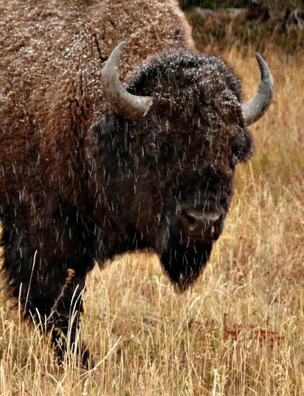 The eye of the bison, Yellowstone National Park, Wyoming, 2008